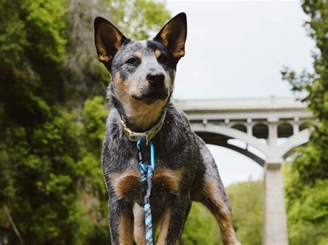 Blue Heeler Dog Breed Information, Pictures, Characteristics & Facts