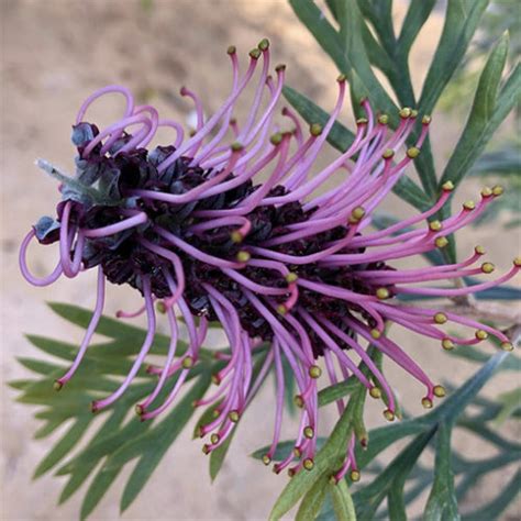 Explore Grevillea Plant Varieties (The Grevillea Plant Family)