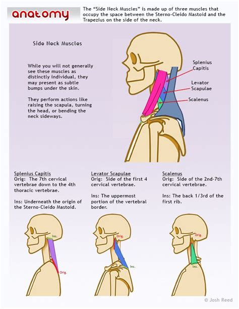 Collarbone Drawing Reference - Draw Drawing Step | Giblrisbox Wallpaper