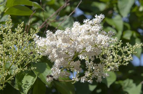 How to Grow and Care for a Japanese Lilac Tree