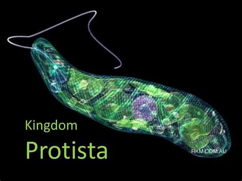 Protists - Science SlideShow