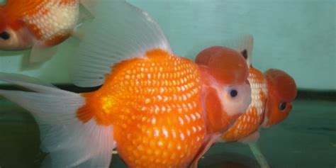 Pearlscale Goldfish - Desktop Goldfish