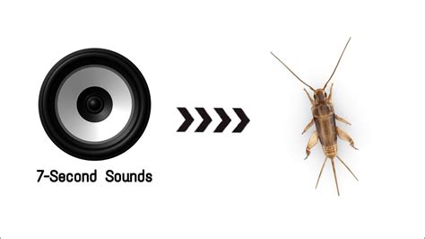 || Cricket Insect Sound || - YouTube