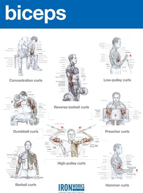 Google+ | Biceps workout, Arm workout, Fitness body