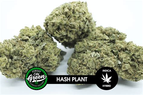 Hash Plant – ForestCityGreen.com