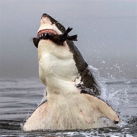 Great White feasting on the floating corpse of a whale. : r/sharks