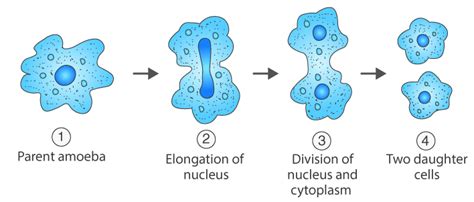 Amoeba Biology Diagrams Amoeba Diagram Diagram - Bank2home.com