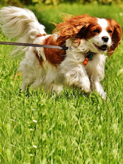 Cavalier King Charles Spaniel - Training Course on Cavalier King ...