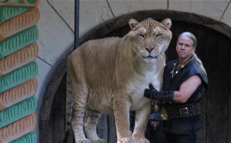 How Much Does Hercules The Liger Weight