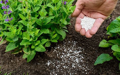 Here's How to Use Fertilizer for Plants in Your Garden or House