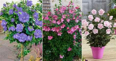 17 Best Rose of Sharon Varieties | Hibiscus Syriacus Types