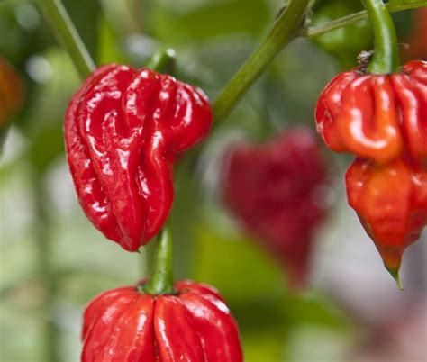 naga-viper-pepper | Peperoni, Peperoncini ripieni, Peperoncini