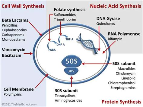 Mechanisms of Action of Antibiotics: An Overview • Microbe Online