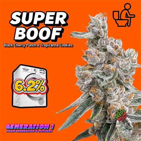 Super Boof (Clone) - Get Seeds Right Here