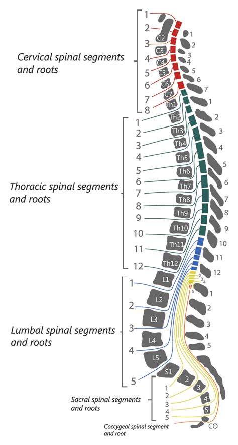 Spinal Cord Injury Levels & Classification