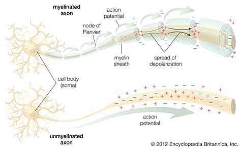 myelin sheath | anatomy | Britannica