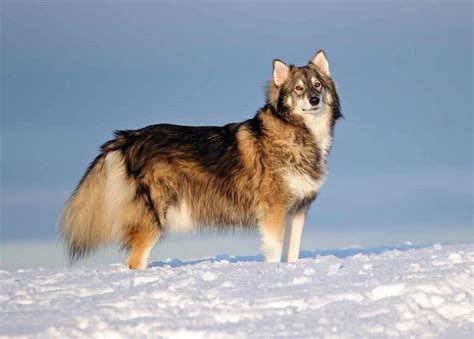 Utonagan Dog Breed » Information, Pictures, & More