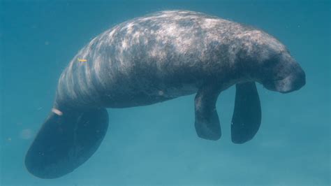 Manatee Fact Sheet | Blog | Nature | PBS