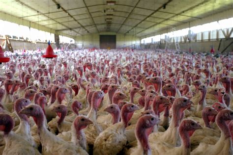 exportwealth: Turkey Farming. A Beginner’s Guide