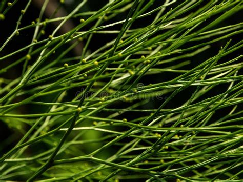 Sporangia of Psilotum Nudum on Aerial Stems Arising from Horizontal ...