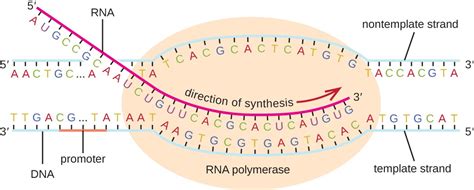 explain how rna polymerase recognizes where transcription should begin ...