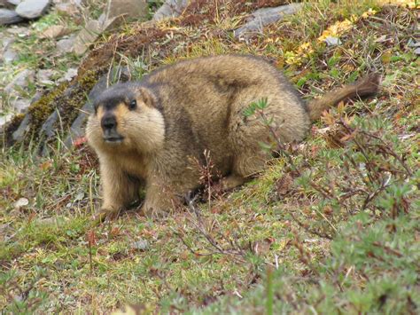 File:Himalayan Marmot at Tshophu Lake Bhutan 091007 b.jpg - Wikipedia