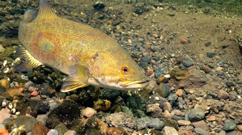 Smallmouth Bass Spawning Underwater Video Engbretson Underwater ...