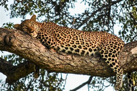 How the leopard got its "spots" – Kwambili Safari Lodge