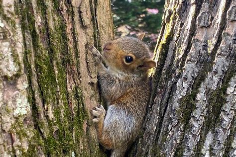 What Do Baby Squirrels Sound Like? - Classified Mom