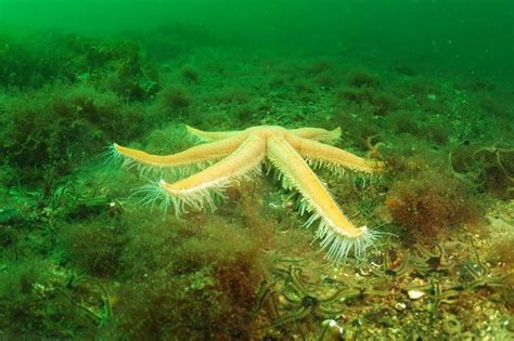 Starfish | Arran Sealife