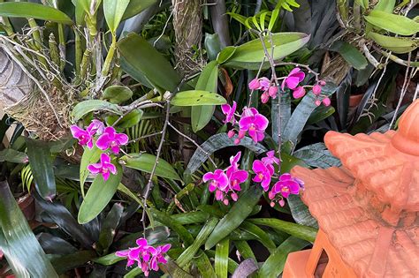 6 Key Success Factors to Growing Orchids in the Tropics - Tropical ...