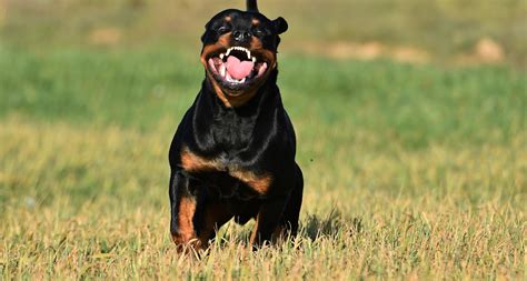 Are Rottweilers Good Guard Dogs? Protect You? - Barkmind