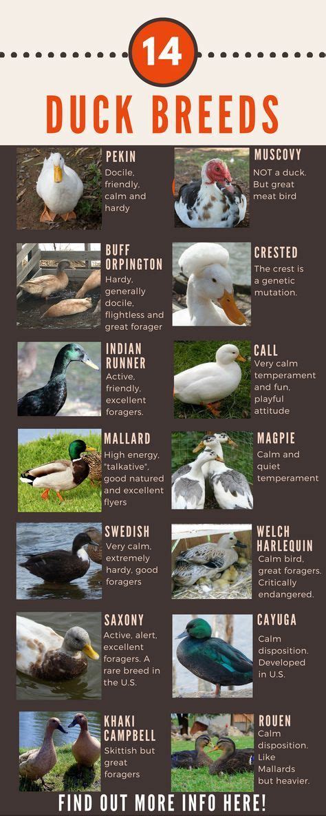 Duck Breeds: 14 Breeds YOU Could Own and Their Facts at a Glance | Duck ...