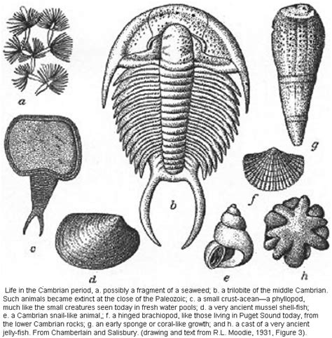 2.9: Cambrian Period (540-485 million years) - Geosciences LibreTexts