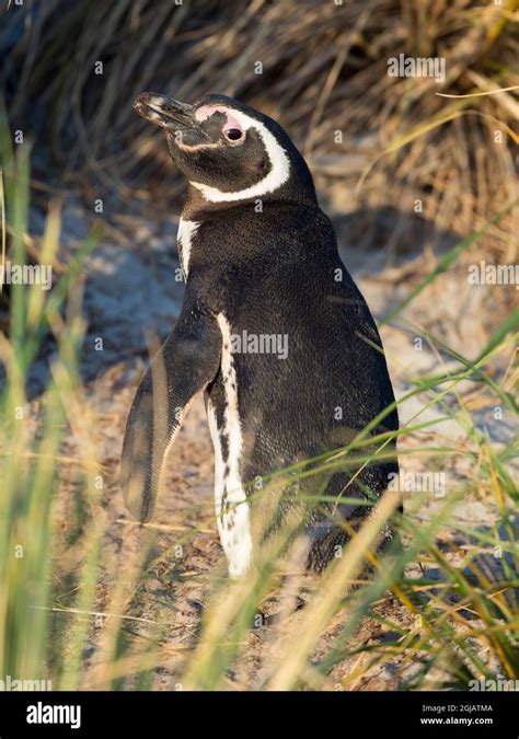 Magellanic Penguin breeding area in the tussock belt, the natural ...