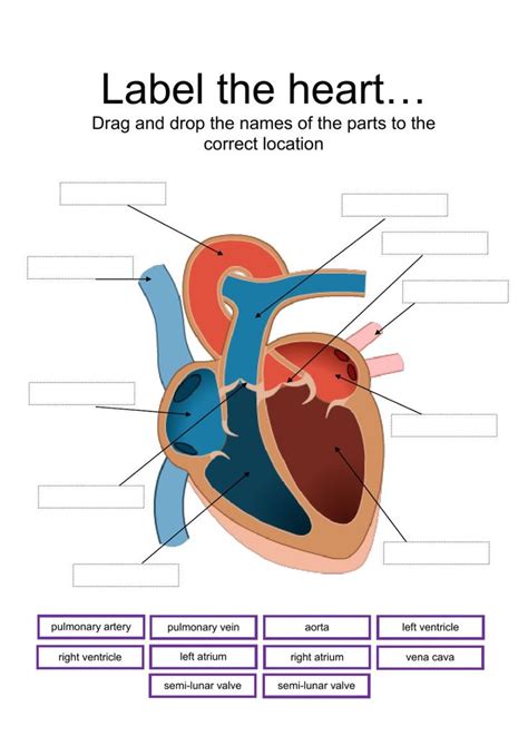 Heart Label Diagram