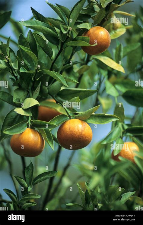 Florida Oranges Stock Photo - Alamy