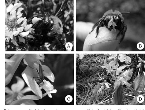 Figure 1 from Specialized pollination by carpenter bees in Calanthe ...