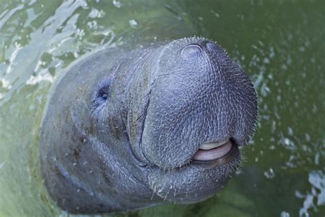 10 Amazing Facts About Manatees