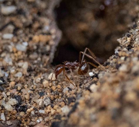 Getting to know funnel ants — Life in a Southern Forest