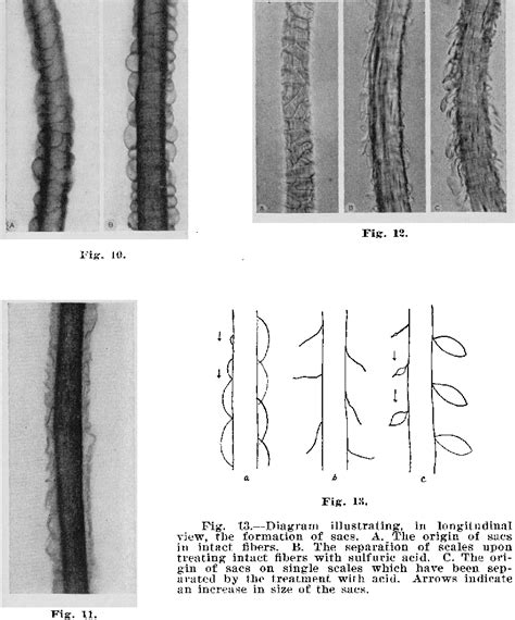 [PDF] Microscopic Structure of the Wool Fiber | Semantic Scholar