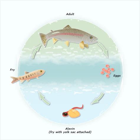 Rainbow trout life cycle – Trout and salmon – Te Ara Encyclopedia of ...