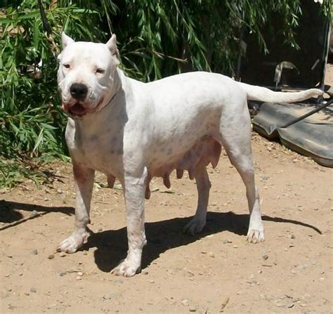 Dogo Argentino Puppy for Sale - Adoption, Rescue for Sale in Madera ...