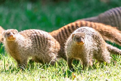 Egyptian Mongoose Adaptations