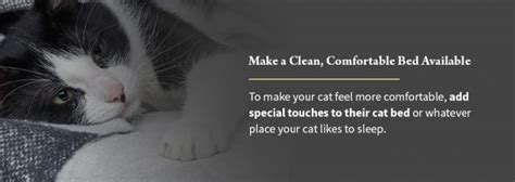 Is My Cat Dying?: Learn the Signs | How to Comfort & Say Goodbye