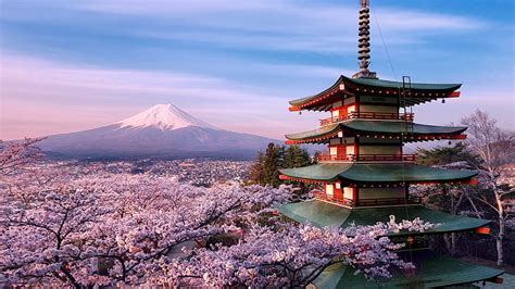 HD wallpaper: cherry blossom, volcano, mountain, fuji, mount fuji ...