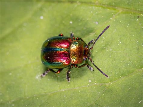 The Color of Beetles – Blue, Black, Orange and Many More! – School Of Bugs