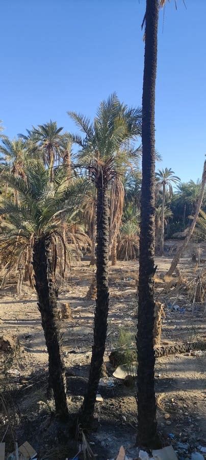 Date Palms in the Oasis City of Tozeur Tunisia Stock Image - Image of ...