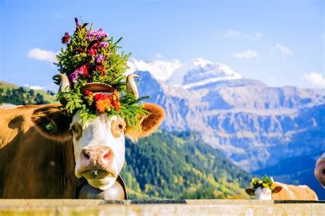 12 Fascinating Traditions You'll Only Find in Switzerland