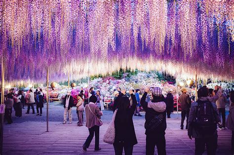 This 144-Year-Old Wisteria Is The Largest Of Its Kind In Japan | DeMilked